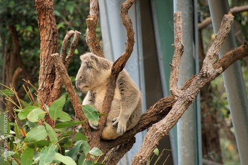 Photography Koala at Taronga Zoo.