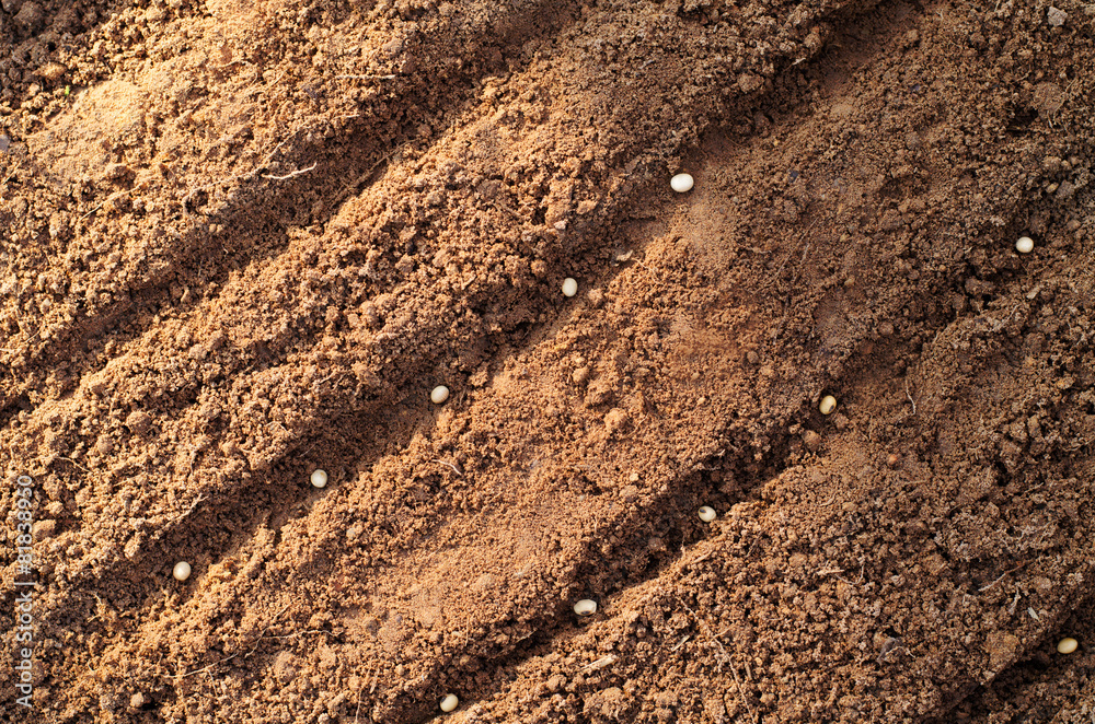 Soil sowing seeds background with sunlight Soil sowing seeds background with sunlight