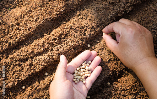Close up farmer hand sawing seed on back soil with sunlight
