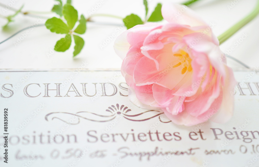 Naklejka premium ガーデンプレートとチューリップ アンジェリケ