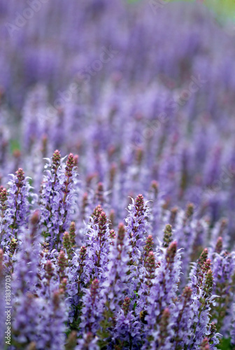 The field full of bright purple lavender flowers