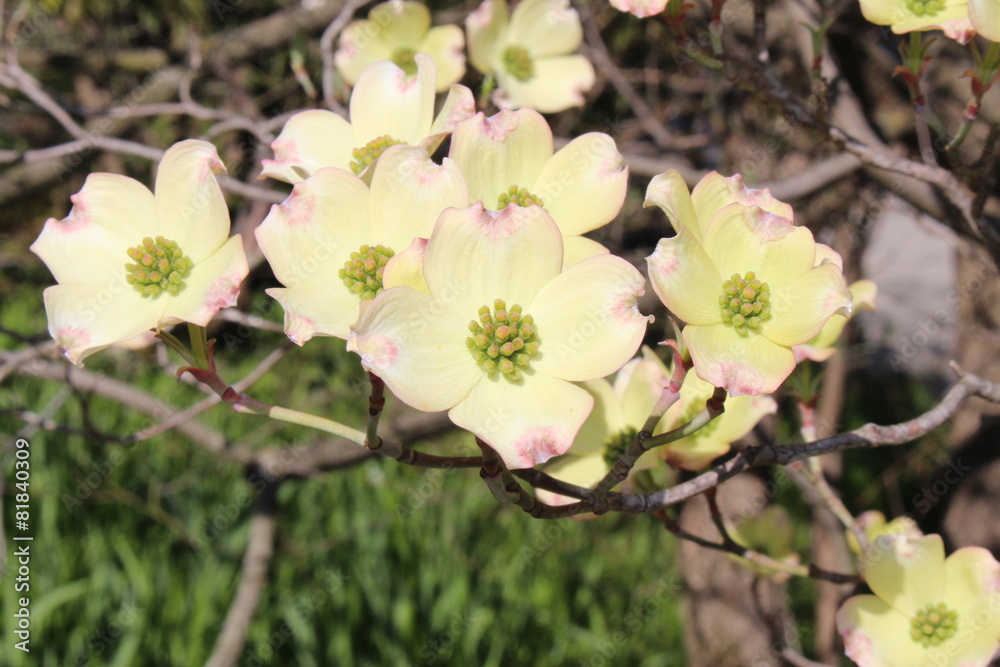Fototapeta premium Flowering Dogwood (Cornus Florida), taken in Innsbruck, Austria