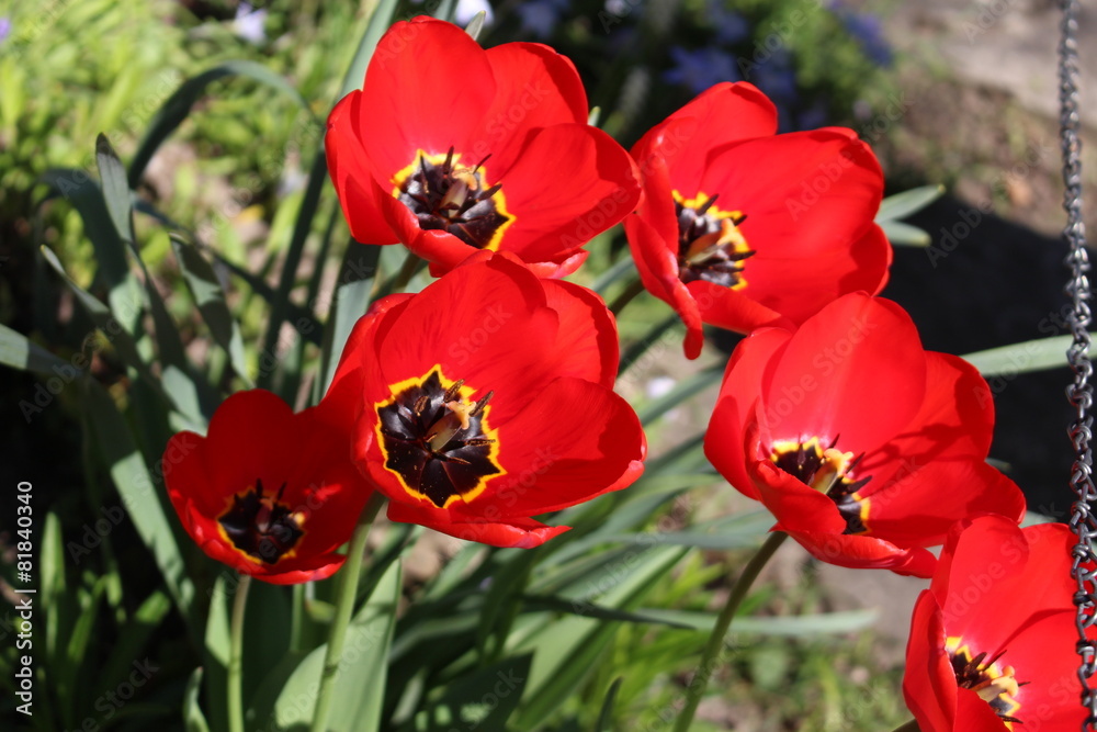 Red-black-yellow tulips, taken in Innsbruck, Austria Red-black-yellow tulips, taken in Innsbruck, Austria