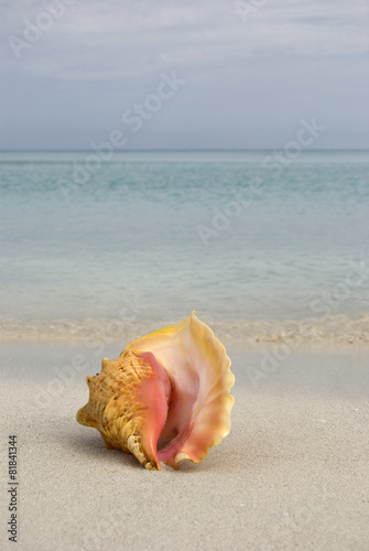 Sea Shell on a Tropical Beach