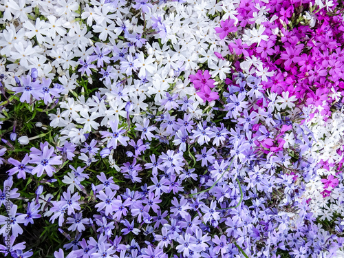 Moss phlox