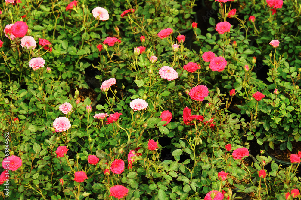 close up little rose in garden