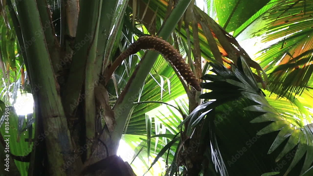 Coco de mer male flower tree.