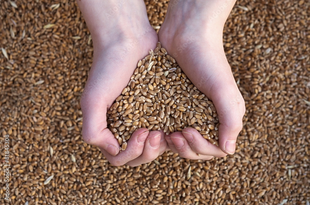 wheat in the hands of a heart-shaped wheat in the hands of a heart-shaped