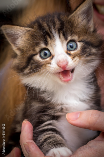 Cute kitten with blue eyes