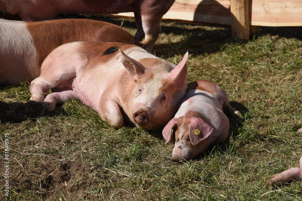 Fototapeta premium maiale maiali stalla