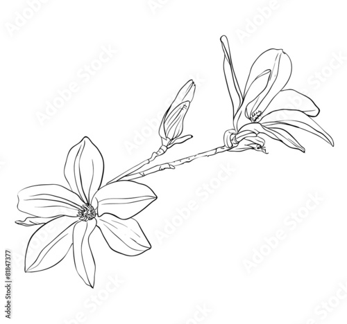 Magnolia flowers