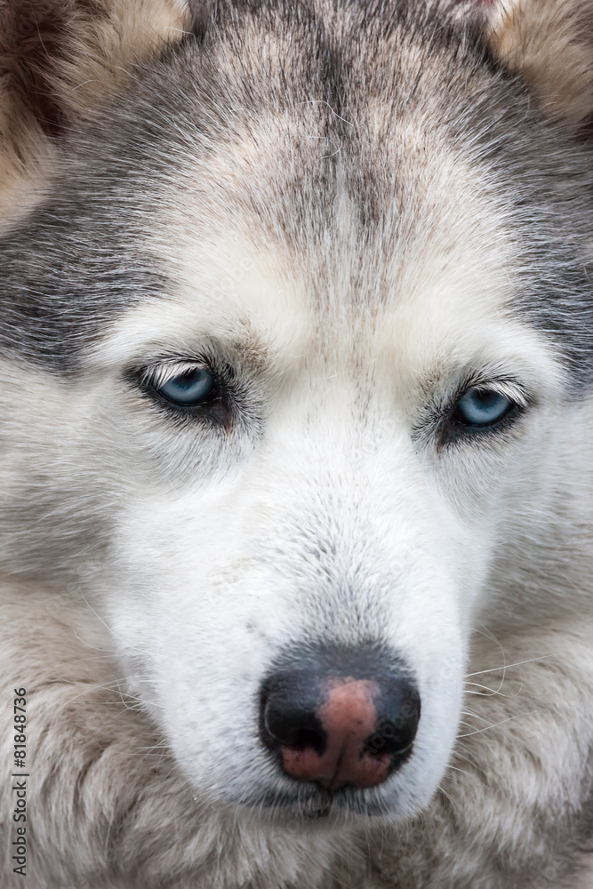 Portrait of Siberian Husky Portrait of Siberian Husky