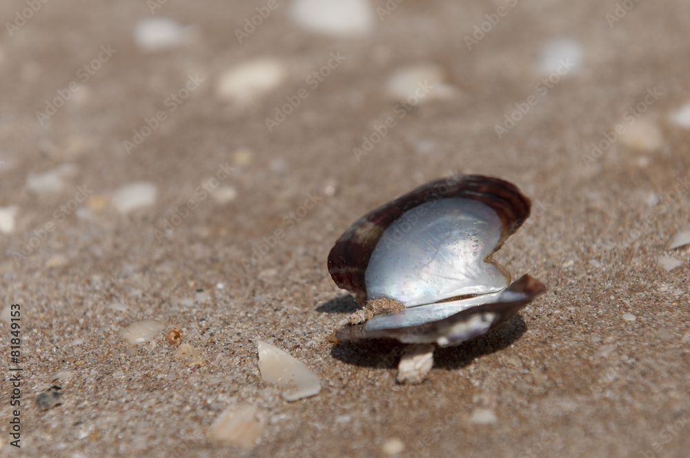 Muschel am Strand Muschel am Strand