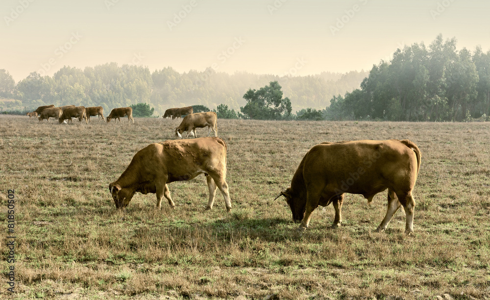 Cows and Bulls