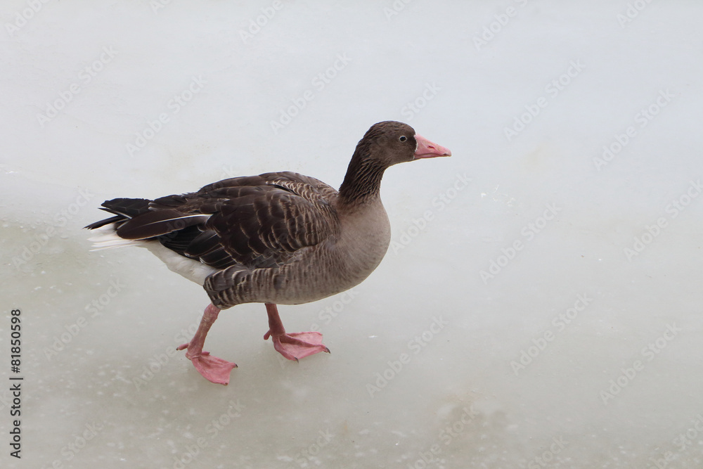 Duck on ice in the spring Duck on ice in the spring