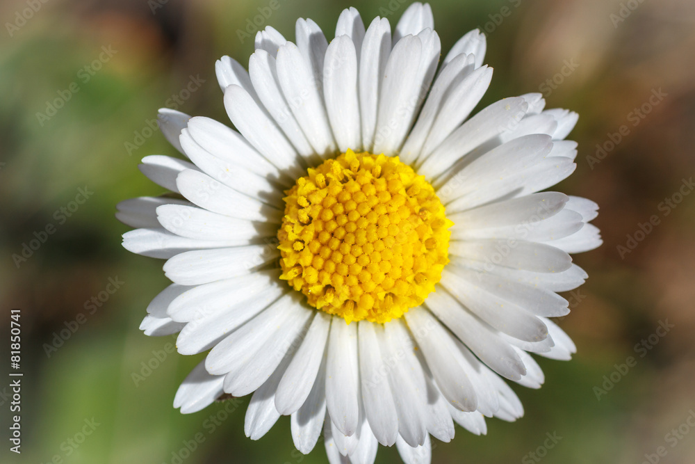 Obraz premium Bellis sylvestris. Margarita media o bellorita silvestre.