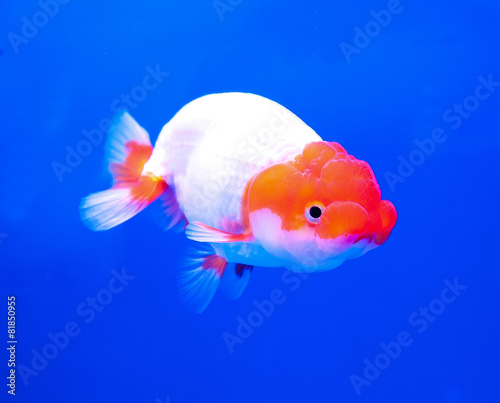 Goldfish on a blue background