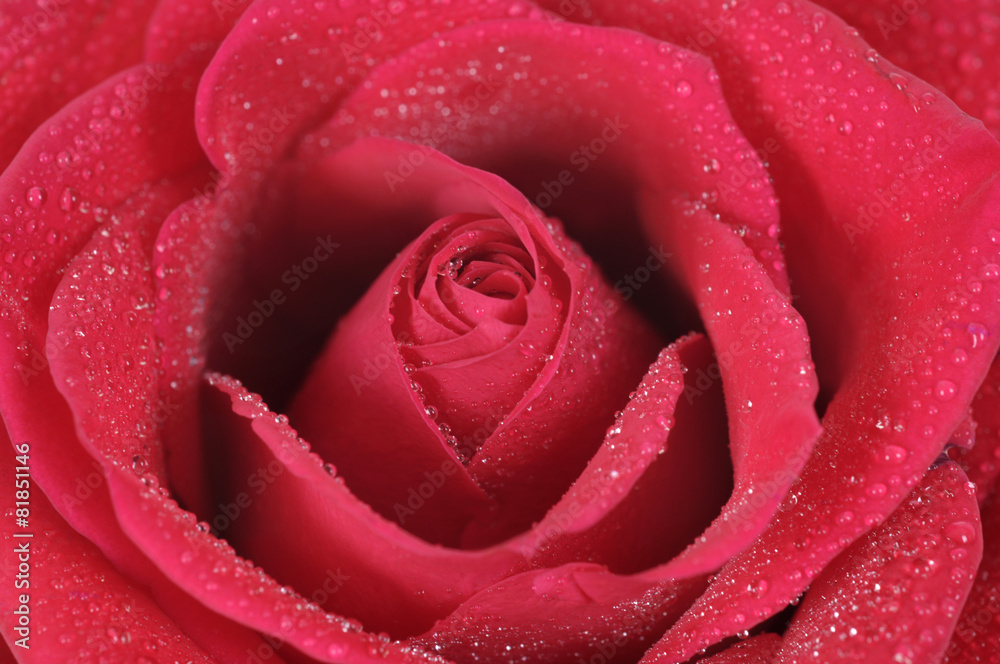 Red Rose Red Rose