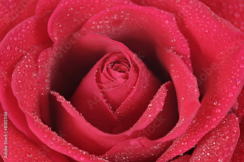 Fototapeta Naklejka Na Ścianę i Meble -  Red Rose