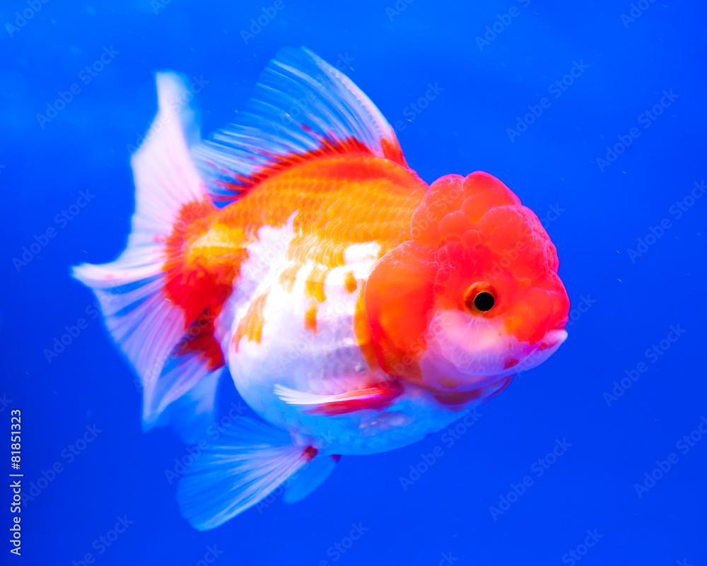 Goldfish on a blue background Goldfish on a blue background