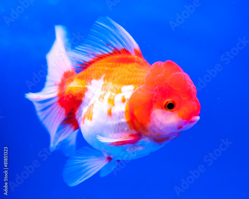 Goldfish on a blue background © showcake