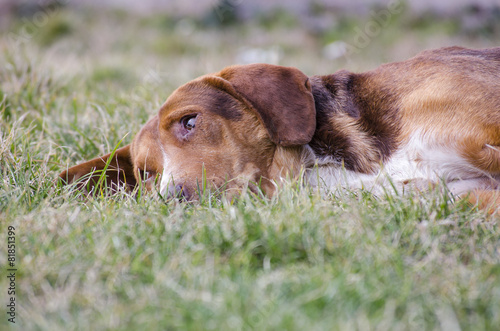 Sleepy mixed breed dog in the grass