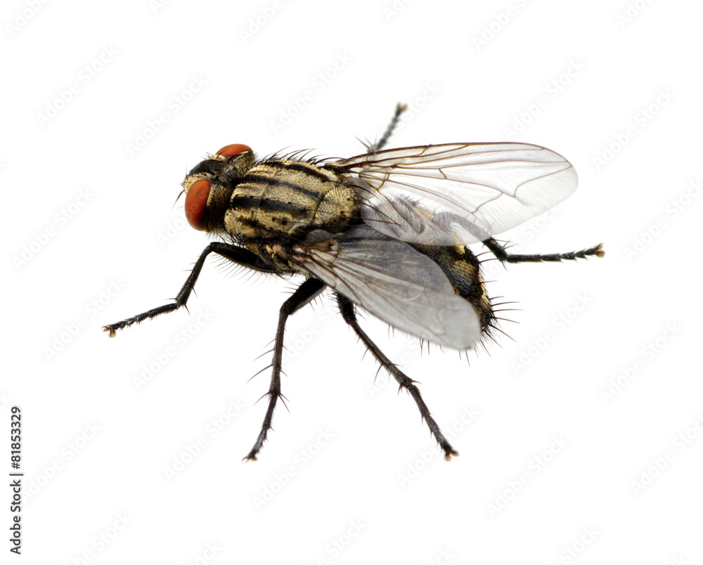 Obraz premium fly on a white