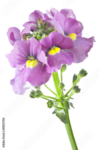 Elfenspiegel  Nemesia  auf wei  em Hintergrund