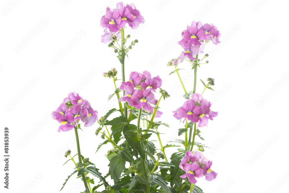 Elfenspiegel (Nemesia) auf weißem Hintergrund Elfenspiegel (Nemesia) auf weißem Hintergrund