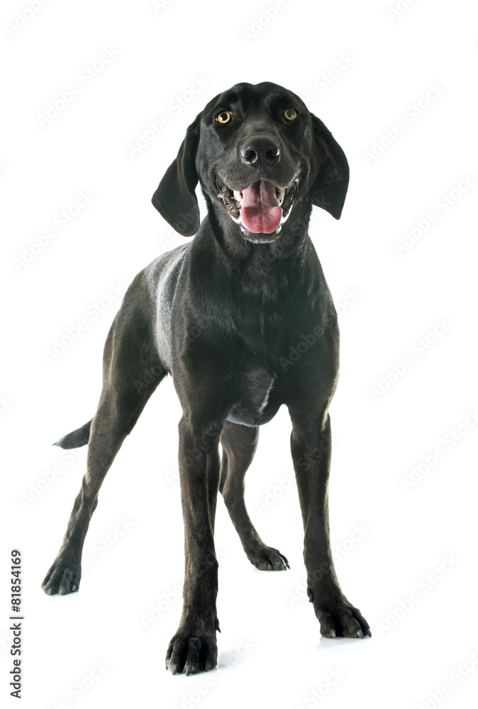 labrador retriever