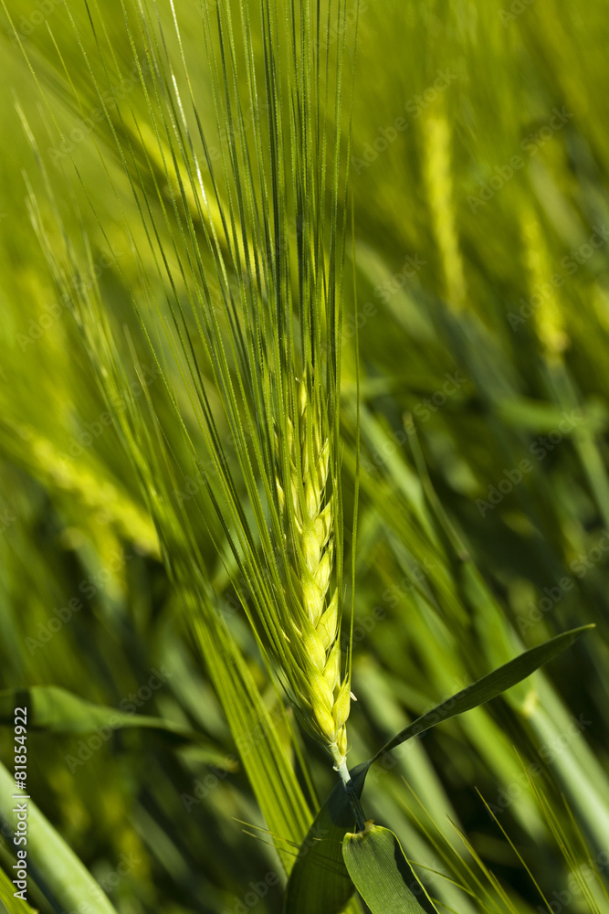 cereals. close up cereals. close up