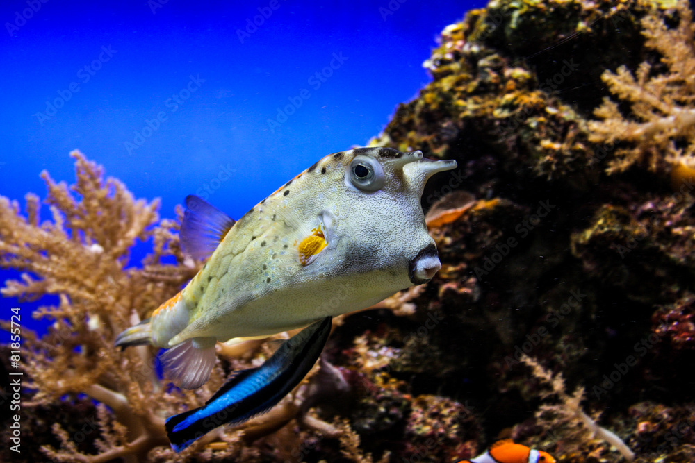 Fototapeta premium Komischer Fisch