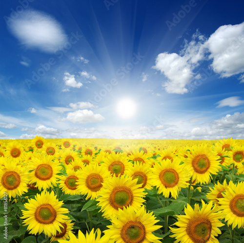 Fototapeta Naklejka Na Ścianę i Meble -  field of sunflowers