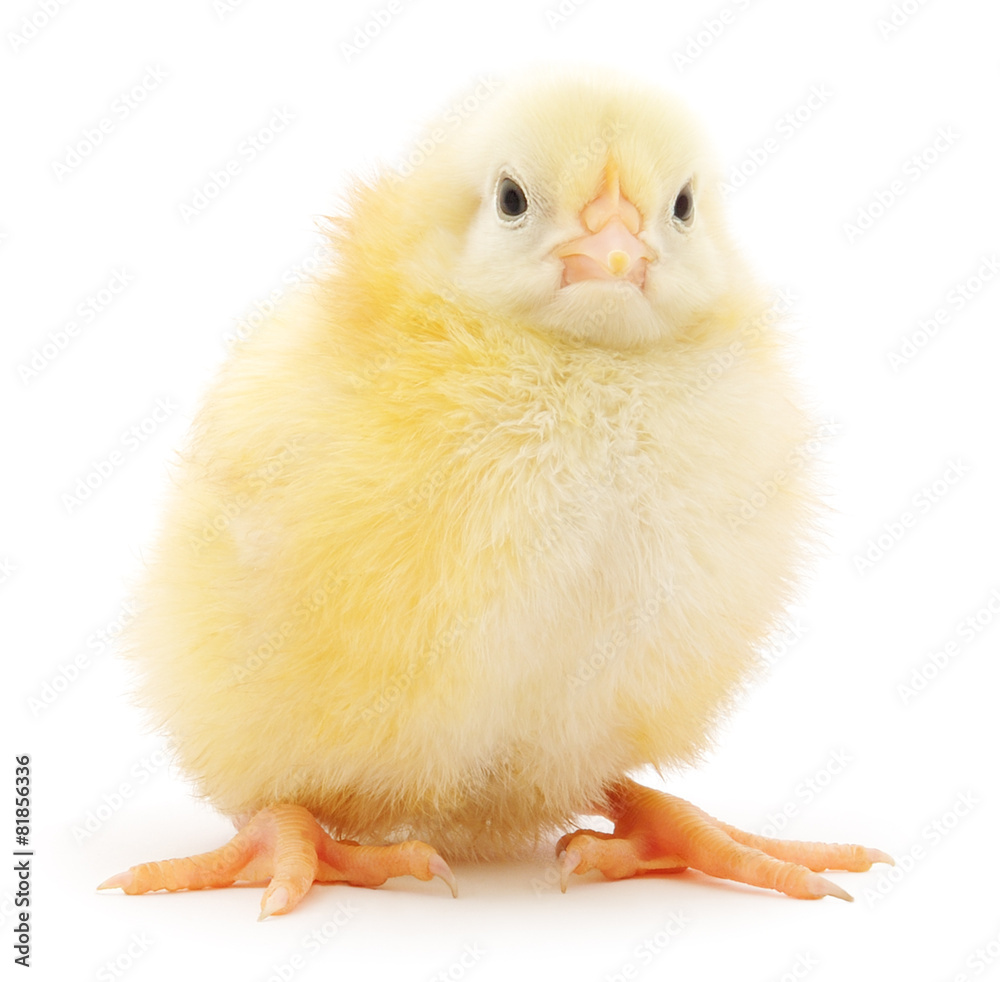 Obraz premium Mały kurczak