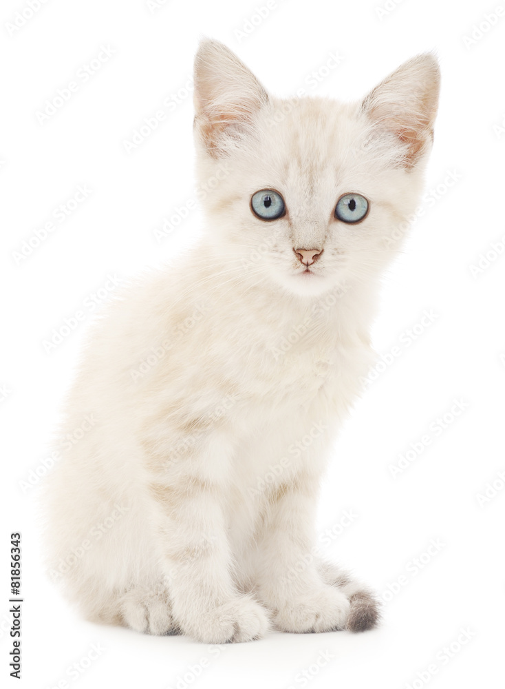 Naklejka premium Kitten on a white background