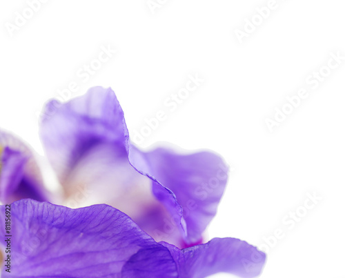artistic detail of Iris flower over white