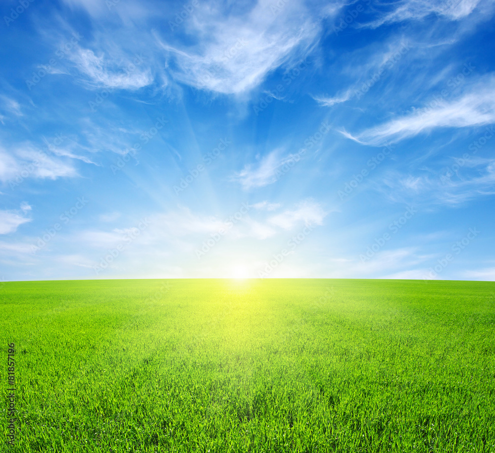 field and sun