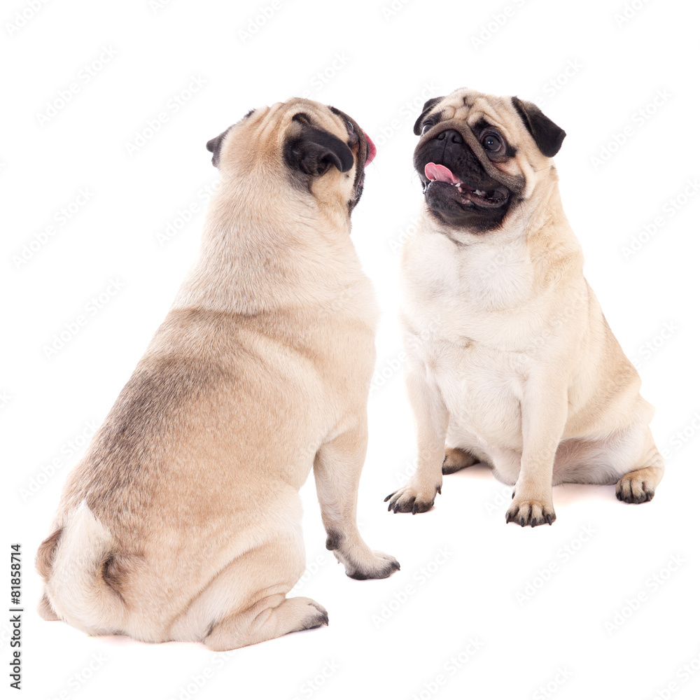 love concept - two friendly pug dogs sitting isolated on white