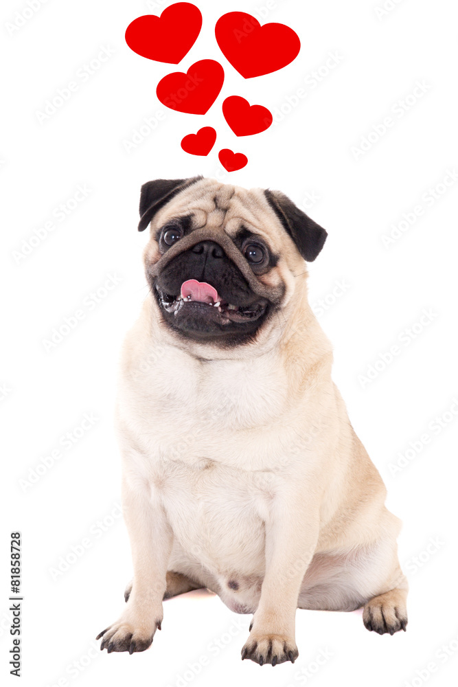 love concept - friendly pug dog sitting isolated on white with h