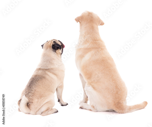 Photography friendship concept - back view of two sitting dogs isolated on w