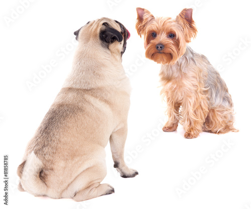 love concept - two sitting dogs isolated on white