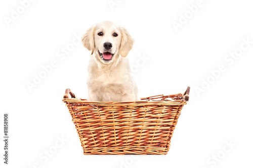 Cute little Labrador puppy sitting in a basket