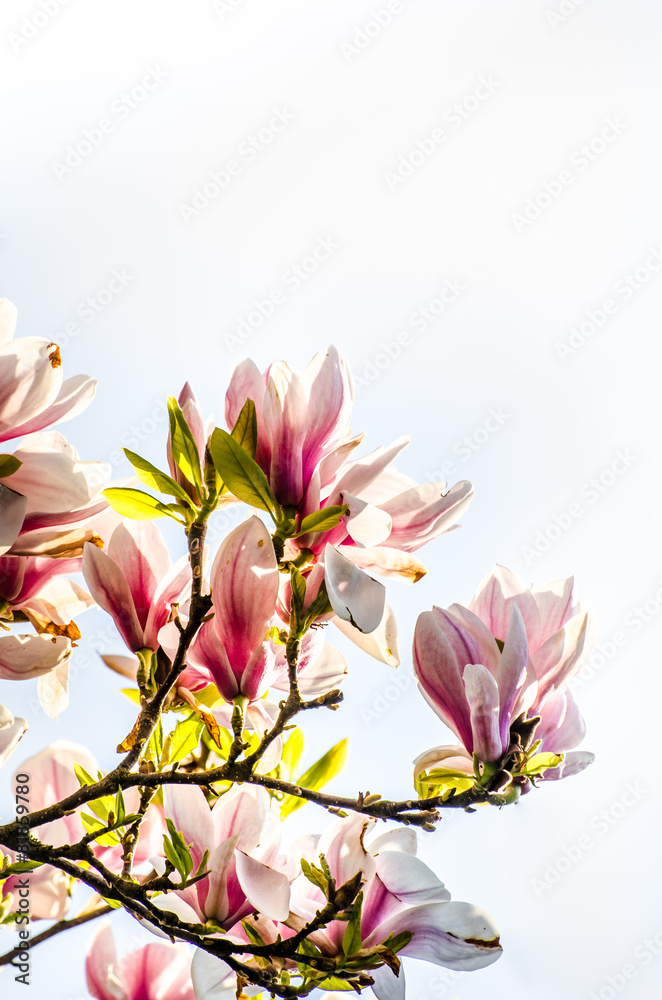 Magnolien Blumen Blüten