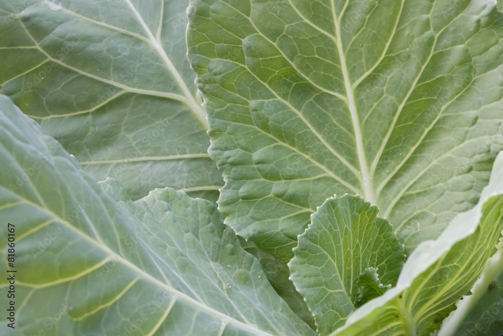 Close-up Green kale, Texture background. Close-up Green kale, Texture background.
