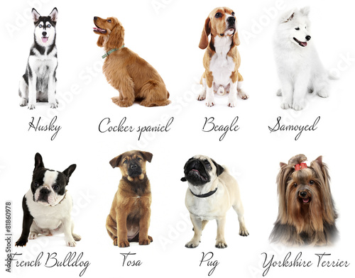 Fototapeta Naklejka Na Ścianę i Meble -  Different breeds of dogs