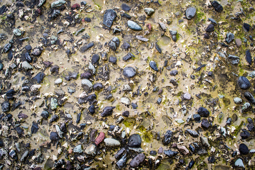 Stones Pebbles and Lichen
