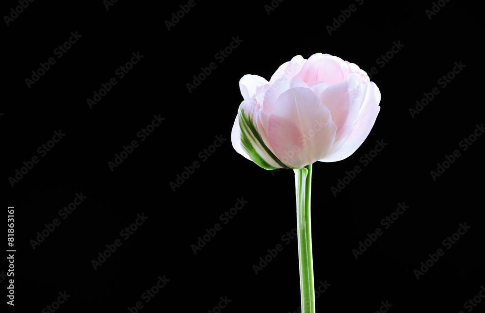 Fresh tulip on black background