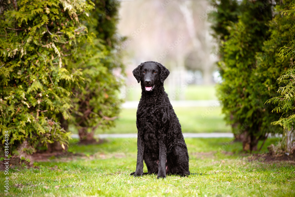 black dog portrait outdoors in summer black dog portrait outdoors in summer
