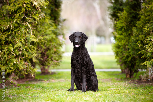 Fototapeta Naklejka Na Ścianę i Meble -  black dog portrait outdoors in summer