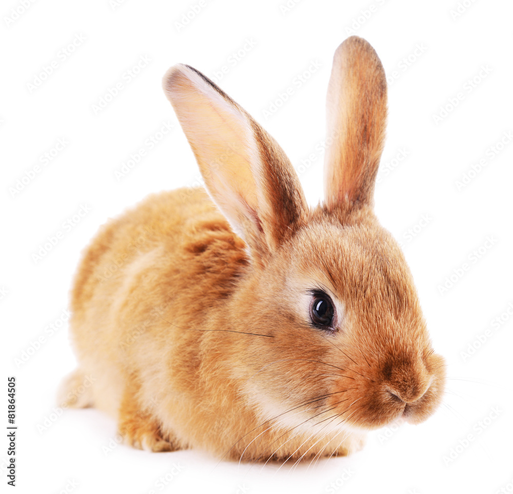 Little rabbit isolated on white Little rabbit isolated on white